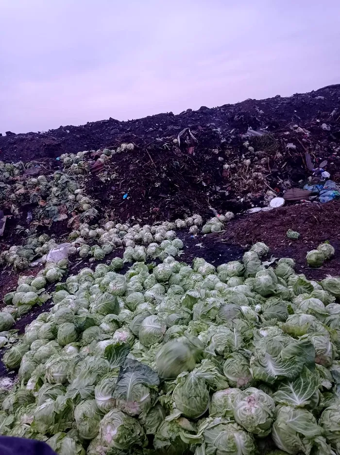 Situație fără precedent în Olt: Tone de varză au ajuns la gunoi / Sursa foto: GÂNDUL