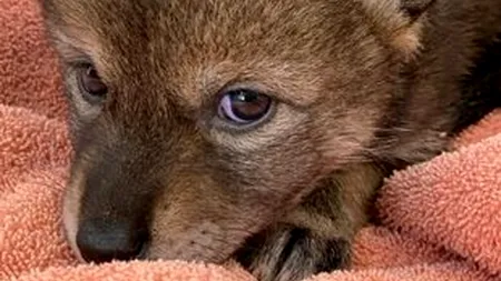 O femeie a adoptat acest 