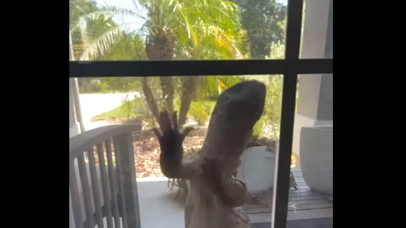 VIDEO | Șopârlă uriașă filmată în timp ce încerca să pătrundă într-o casă din Florida: ”Am crezut că e Godzilla!”