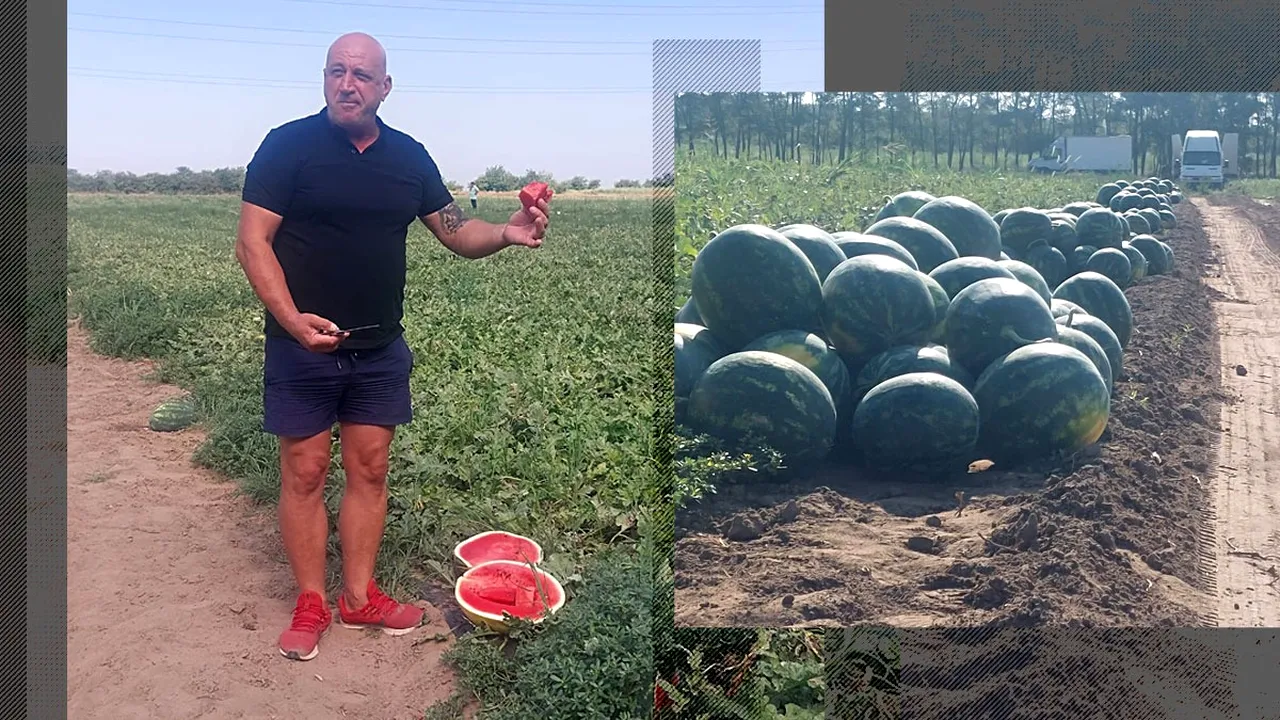 Fermierii din Dăbuleni au scăpat de faliment. Abia a doua recoltă de pepeni este la nivelul scontat