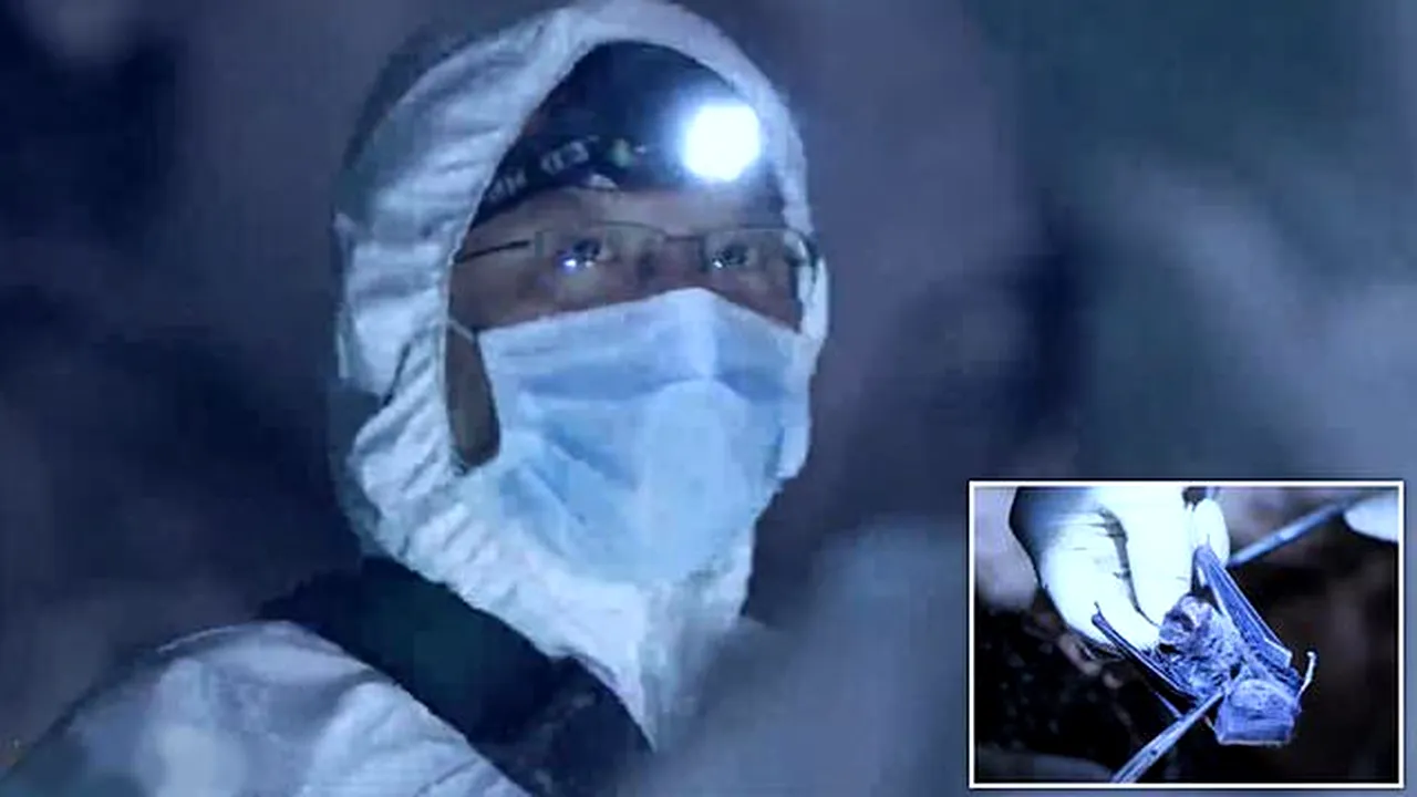 UN VIRUSOLOG din WUHAN captura lilieci pentru a studia virușii necunoscuți / PRIMA infecție umană s-ar fi produs într-un laborator