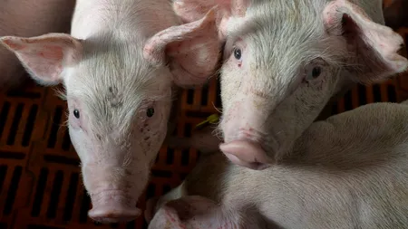 În Brăila, pesta porcină africană A VENIT PE DUNĂRE. Dar tot OMUL a răspândit-o în județ. VOUCHERE în loc de porc de Crăciun