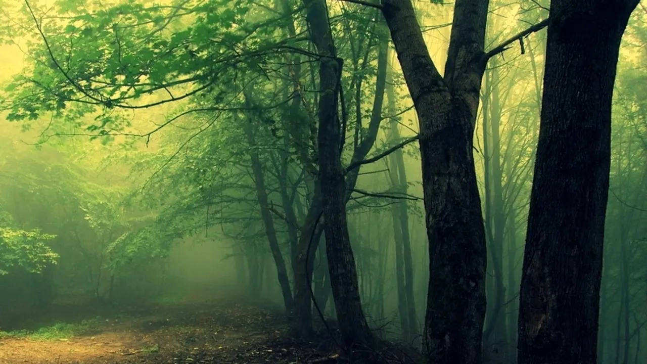 O pădure din România inclusă în topul celor mai înspăimântătoare locuri din  lume