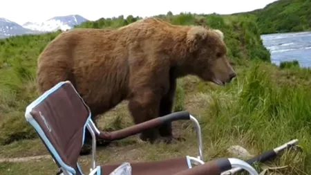 Un urs a ajuns periculos de aproape de un fotograf. Ce a urmat