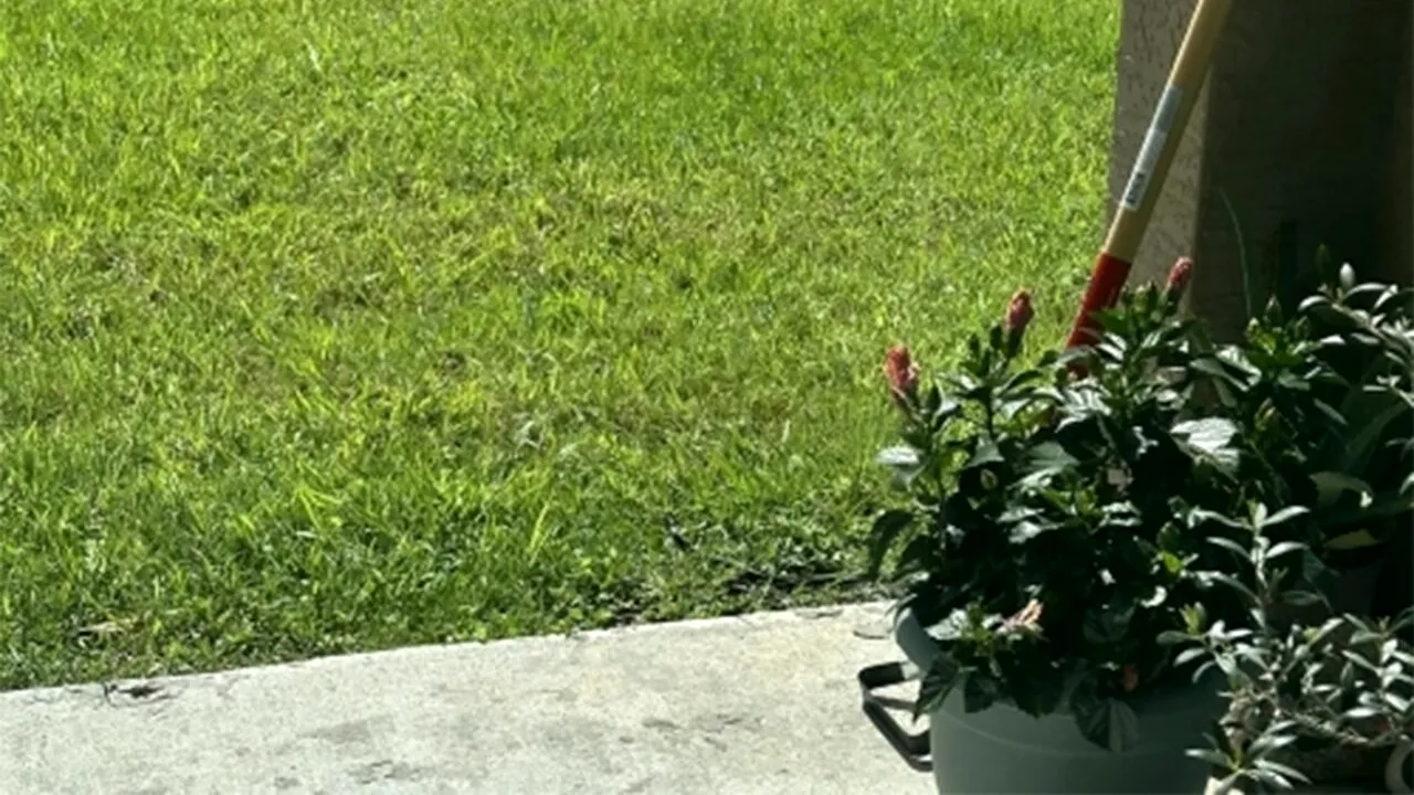 Iluzie optică virală | Găsiți șarpele ascuns în această fotografie, în maximum 9 secunde