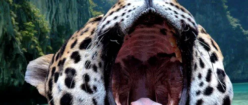 5 imagini impresionante din sălbăticie: când fotografii au norocul să surprindă animalele în mediul lor natural