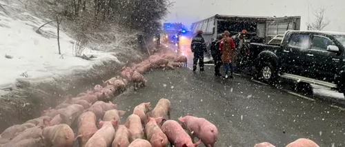 Un TIR cu 600 de porci s-a răsturnat pe DN 17, în județul Bistrița-Năsăud. 100 de animale nu au supraviețuit (VIDEO)