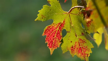 Structura anotimpurilor SE VA SCHIMBA. Cum va fi vremea în România în următorii ani