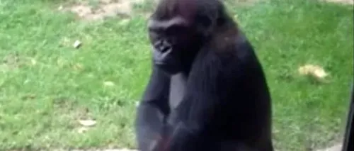 VIDEO. Reacția unei gorile în fața unor copii care râdeau de ea
