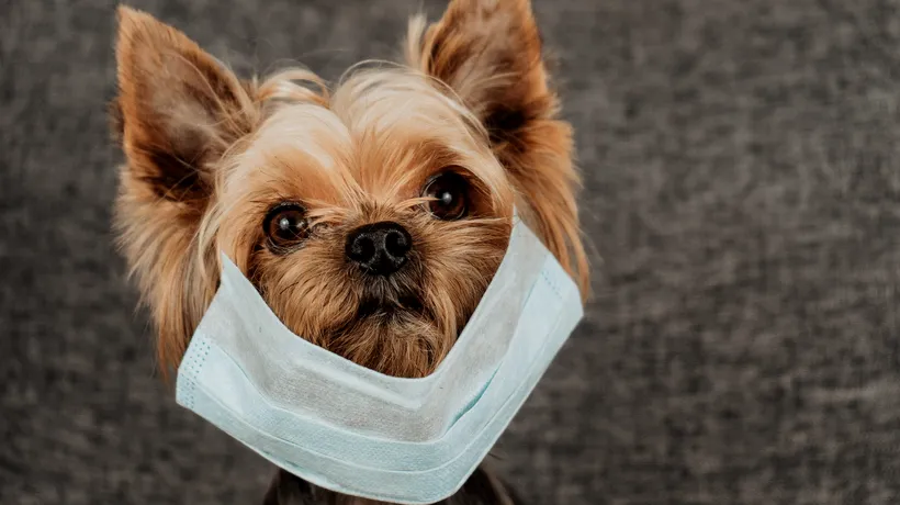 Un câine din Hong Kong a fost diagnosticat cu coronavirus