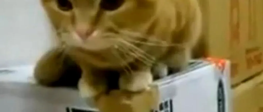 Pisica mâncăcioasă care a devenit viral pe Internet. VIDEO