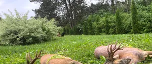 O asociație de vânătoare se laudă pe Facebook că a împușcat „doi căpriori superbi”. REACȚIILE internauților