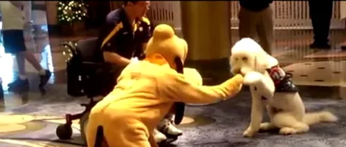 VIDEO. Ce se întâmplă când un câine o întâlnește pe mascota Pluto