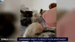 Experimentul inedit al unei tinere din Oradea: a crescut pui de găină la etajul 9 al complexului rezidențial în care locuiește