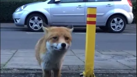 S-a apropiat foarte mult de o vulpe, pentru a o filma. Acum și-ar dori să nu fi făcut asta. VIDEO