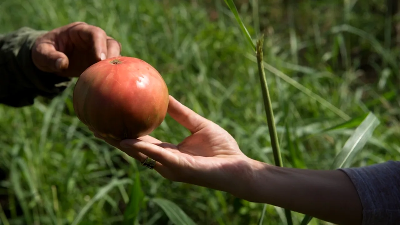 Este cu adevărat mâncarea bio mai sănătoasă? Un nutriționist dă răspunsul