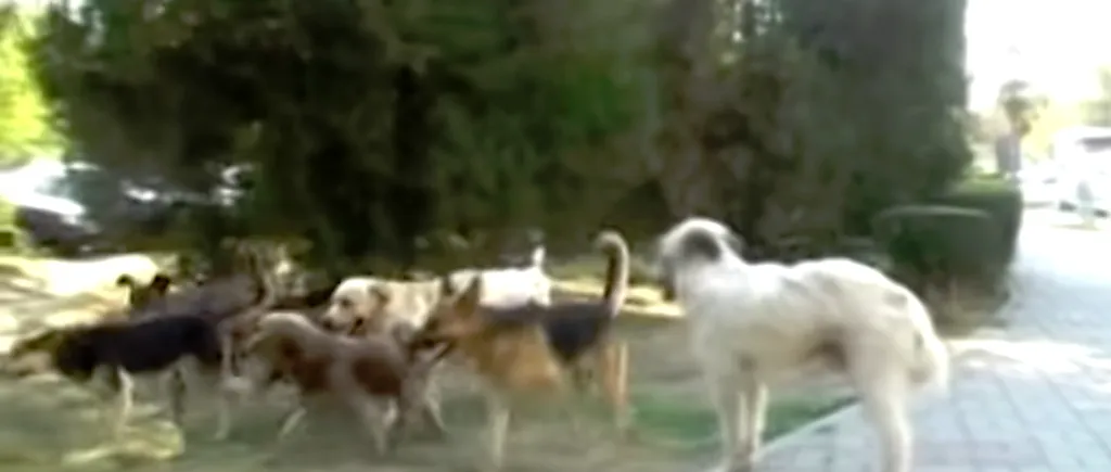 Măsuri EXTREME pentru limitarea PESTEI PORCINE: Zeci de câini vagabonzi ÎMPUȘCAȚI de vânători
