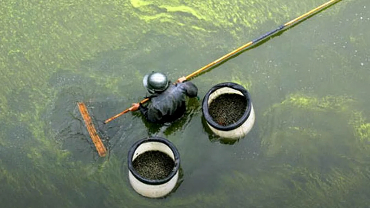 Greenpeace confirmă: Niveluri 