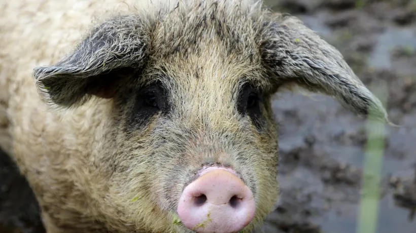 SPRIJIN. Guvernul a decis să-i plătească pe crescătorii de porci de reproducție din rasele Bazna şi/sau Mangaliţa. Cât bani vor primi aceștia și care sunt condițiile