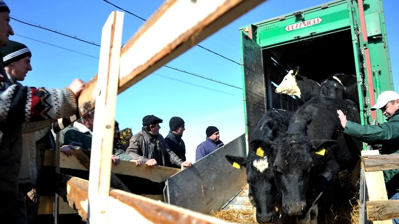 ANSVSA va avea o Poliție a Animalelor