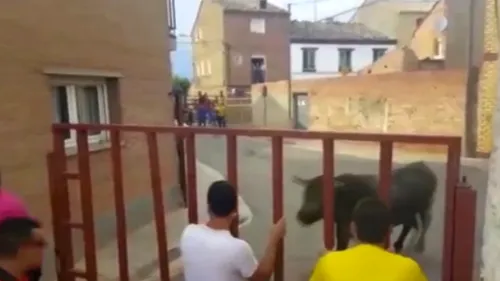 Fetiță româncă de 7 ani, rănită grav de un taur în Spania