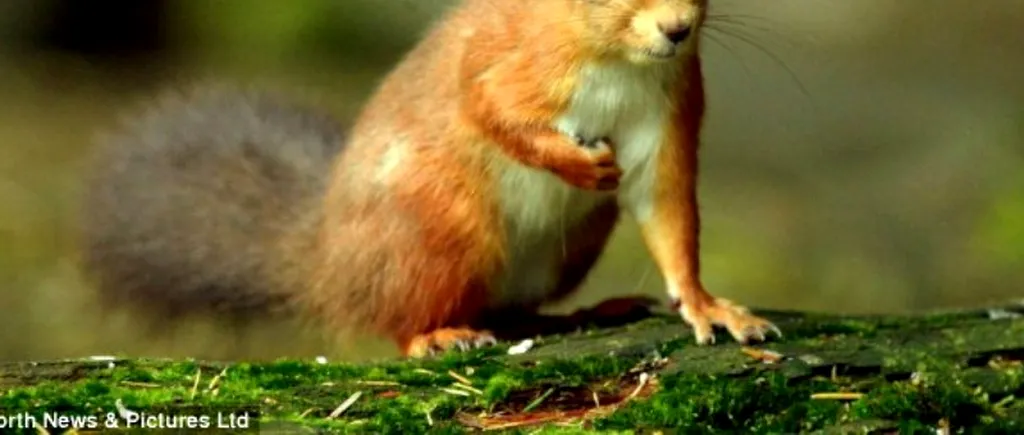 GALERIE FOTO. Veverița devenită atracție pentru vizitatorii unui muzeu britanic  