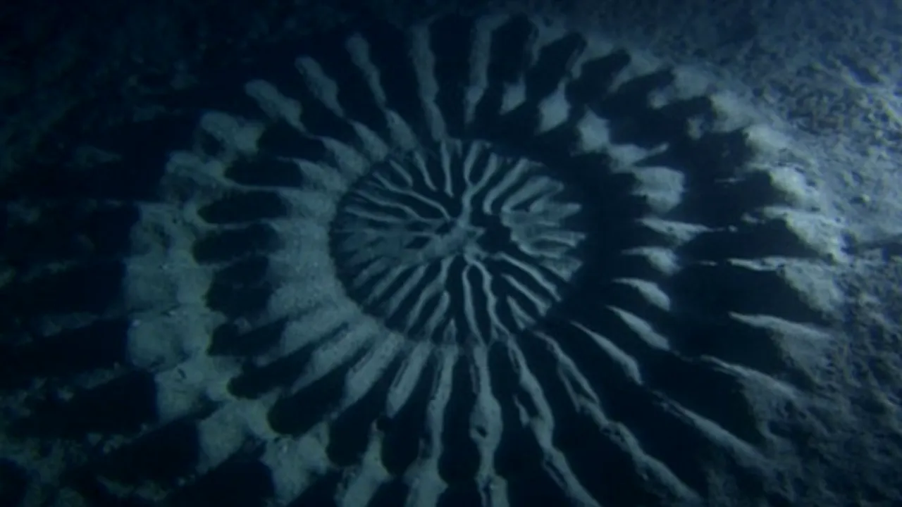 Misterul cercului subacvatic descoperit în apropierea Coastei Japoniei, dezlegat. Cum arată creatura care a dat formă nisipului