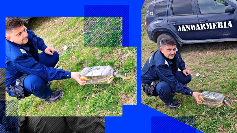 Un localnic dintr-o comună vâlceană a găsit un ȘARPE de 2 metri in beciul casei. Cum a scăpat bărbatul de reptilă