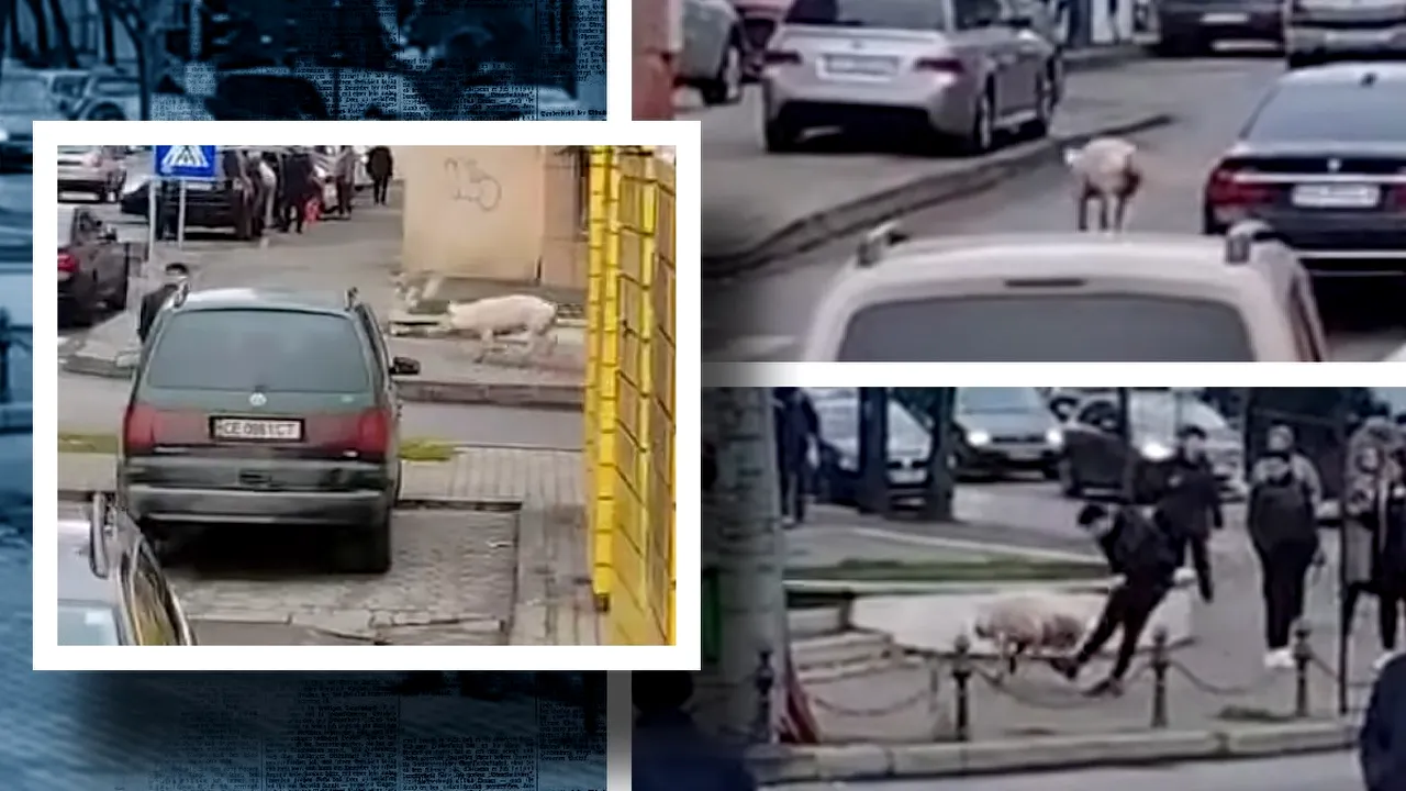 Porcul care a luat-o la fugă înainte de sacrificare. A fost filmat pe străzile din Vaslui