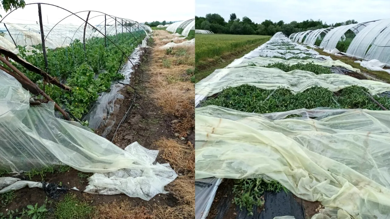 GALERIE FOTO | Investiții de milioane de lei au fost distruse într-o noapte. Vijelia a făcut prăpăd la Grădinari