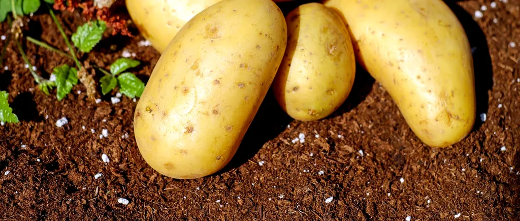 În Patria Cartofului, importurile au ajuns să asigure 50% din consum. Producătorii cer autorităților măsuri concrete pentru salvarea sectorului