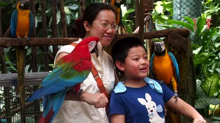 Papagalii pot lua DECIZII ECONOMICE COMPLEXE pentru a obține ceea ce doresc: NUCI