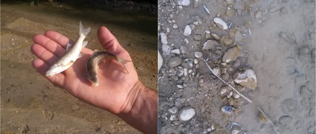 Autoritățile au deschis o anchetă după ce au descoperit pești morți și apă de culoare galben-verzuie pe un râu din Vâlcea