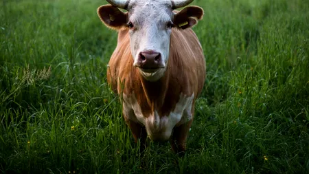 Pierdere mare pentru un fermier din Mureş. Vacile bărbatului au căzut într-un lac îngheţat și au murit