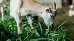Cercetătorii din Botoșani vor să creeze o rasă de supercapre, după ce au patentat un „model” unic de oaie. Ce „superputeri” ar avea caprele modificate genetic