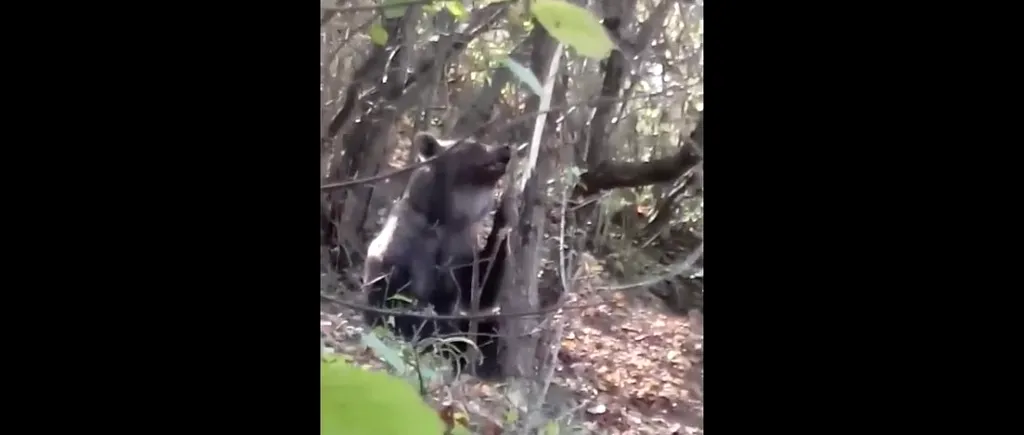 #cugandullaanimale. Jandarmii din Bacău au eliberat un urs prins într-un laț | VIDEO