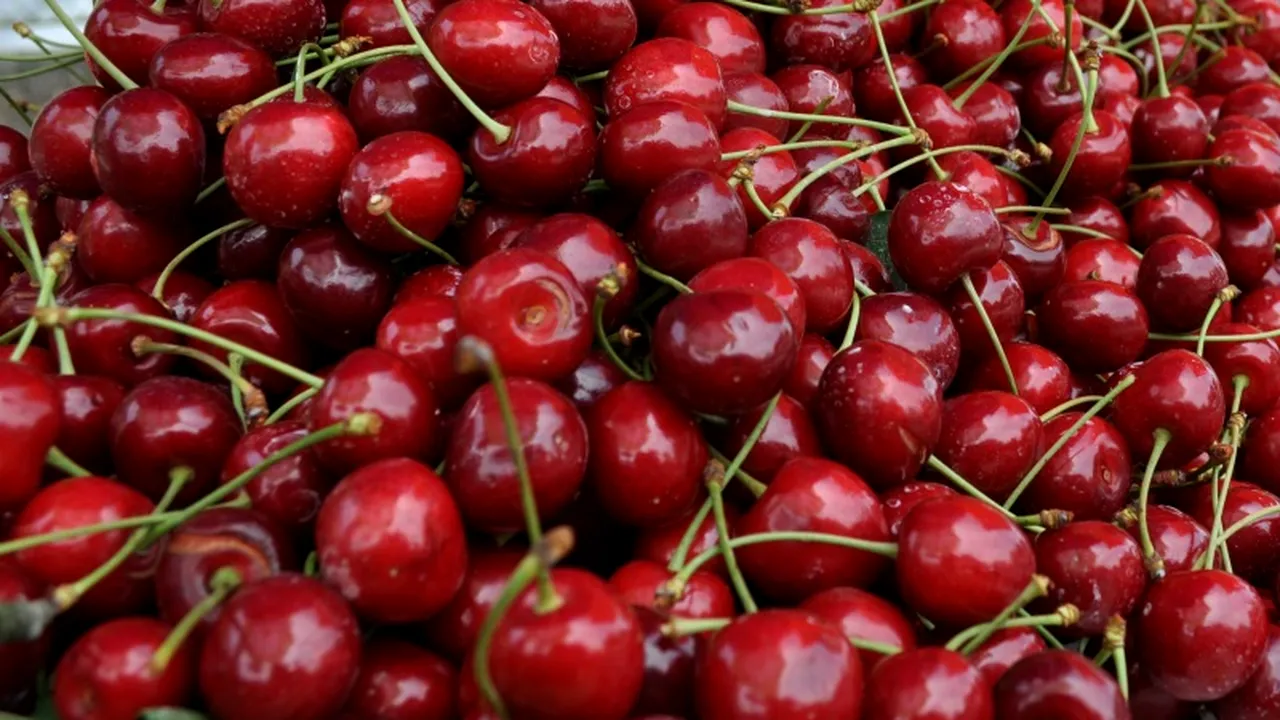 Doi bărbați au intrat într-o livadă să fure cireșe, unde s-au întâlnit cu administratorul. Întâmplarea s-a terminat cu focuri de armă și trei dosare penale