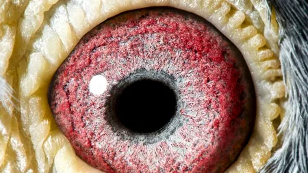 FOTO: Acesta este cel mai valoros porumbel din lume. Costă 400.000 de dolari