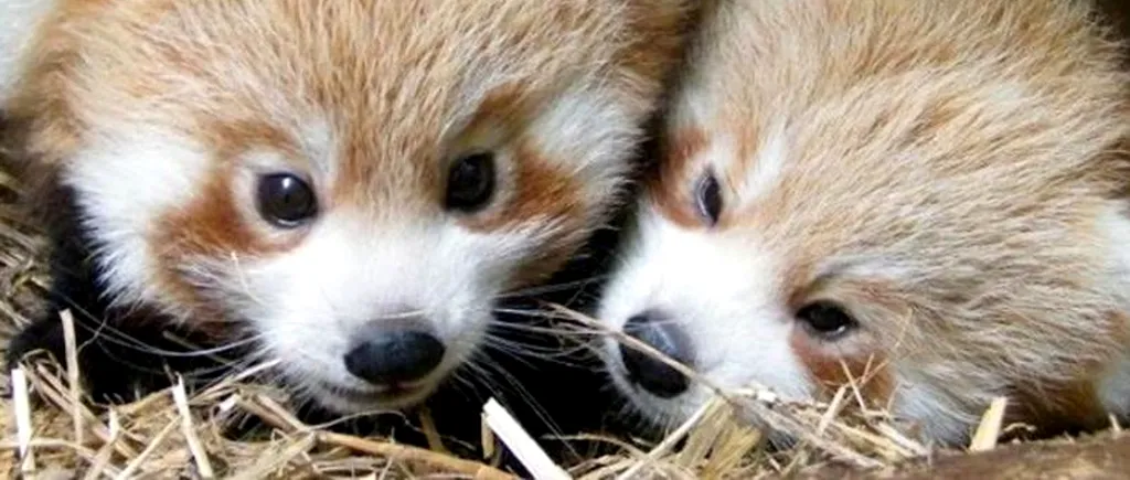 GALERIE FOTO. Cum reacționează doi ursuleți panda roșcați la prima ieșire din culcuș