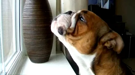 Buldogul îndrăgostit de muzica lui Luciano Pavarotti. VIDEO