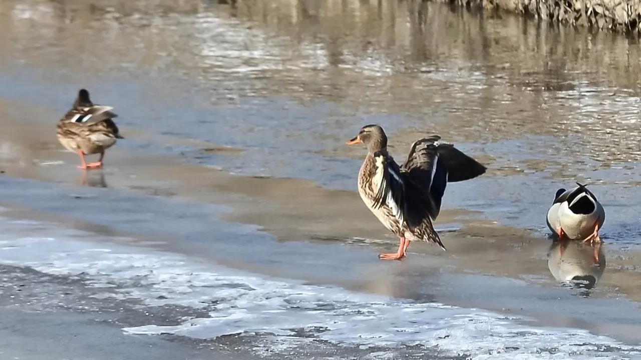 Iași: „Deltă urbană” la confluența Bahlui-Nicolina