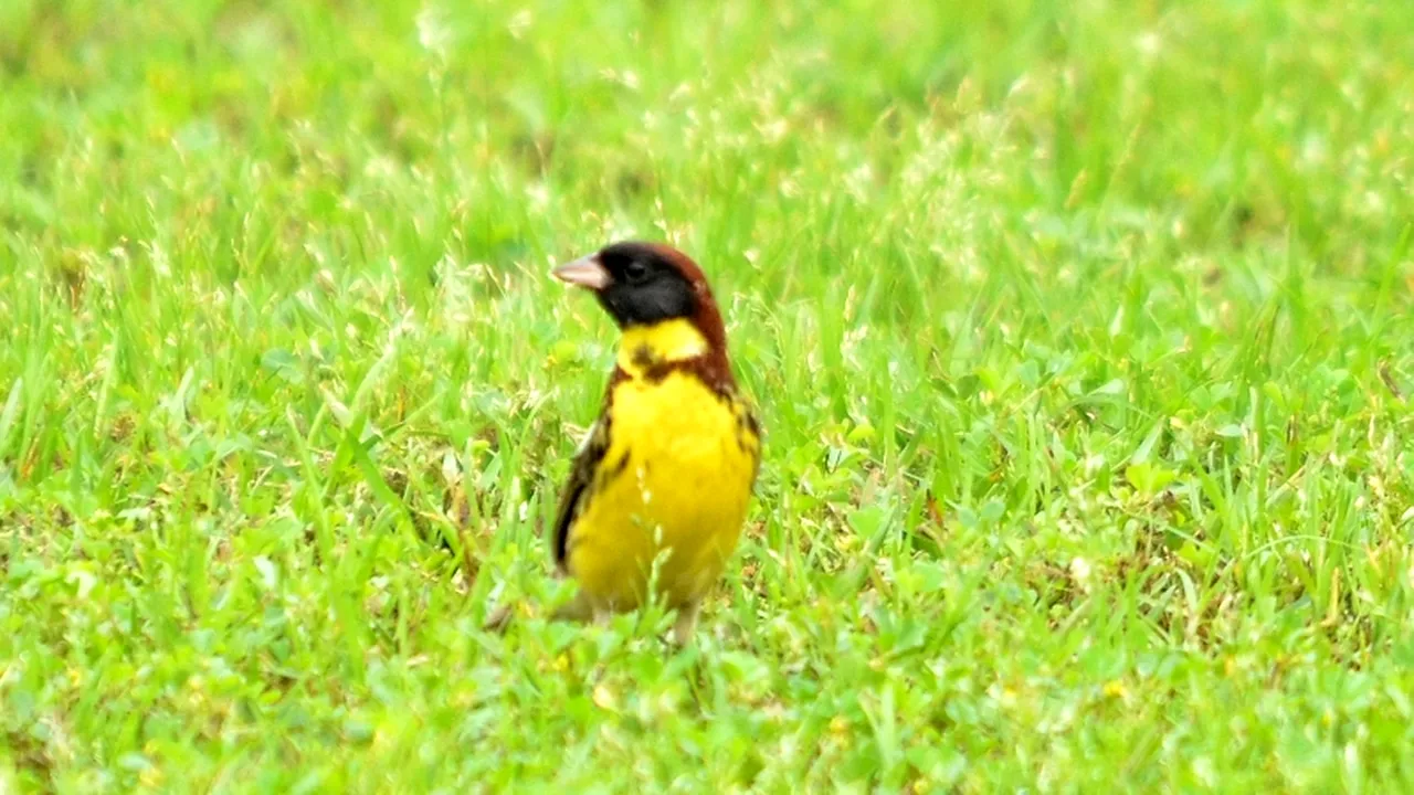 „Pasărea orezului