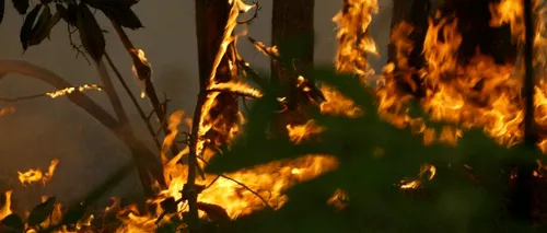 Incendiu puternic într-o pădure din județul Buzău