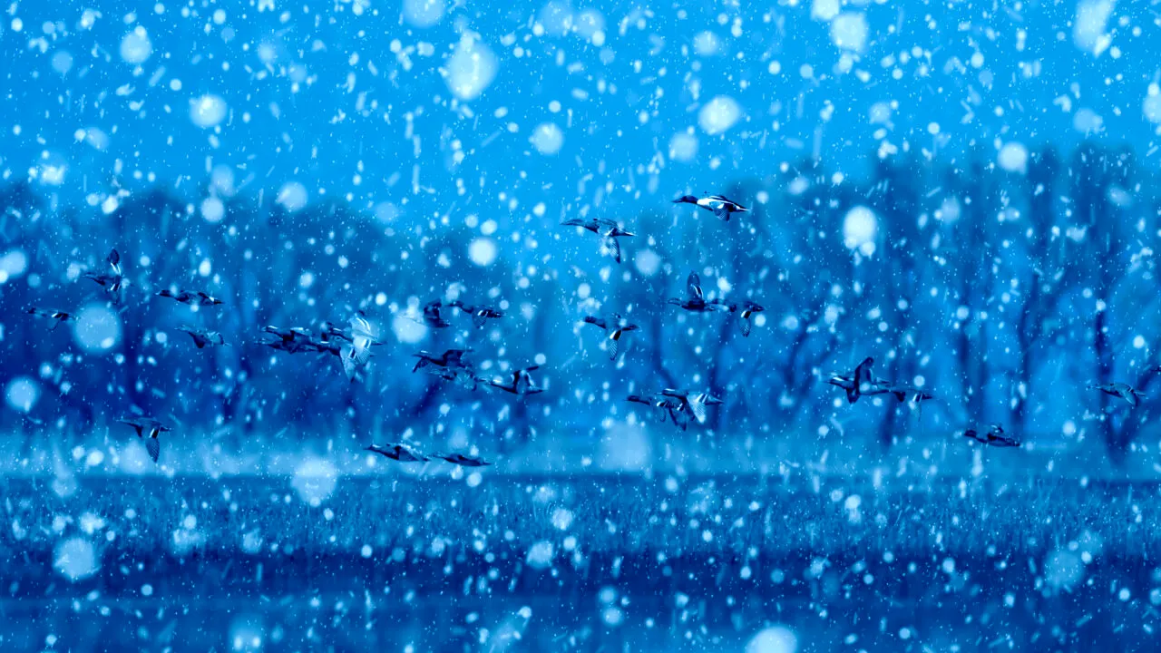 Cod galben de vreme severă în București și mai multe județe. Unde ninge abundent